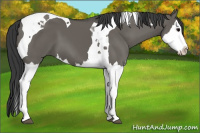 Horse Color:Grullo Splash Tobiano