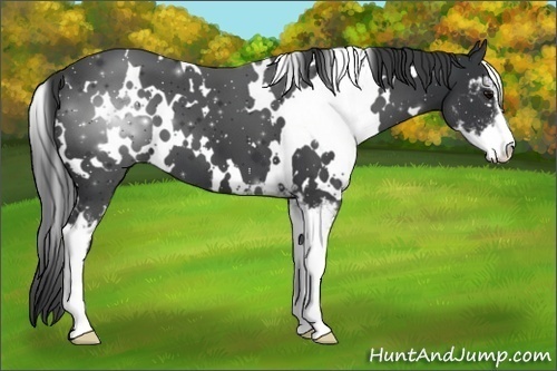 Horse Color: White Spotted Black Sabino 