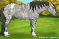 Horse Color:Black Ice Appaloosa 