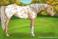 Horse Color:Palomino Appaloosa 