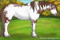 Horse Color:Liver Chestnut Sabino Splash Frame 