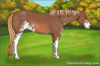 Horse Color:Chestnut Sabino 