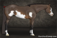 Horse Color:Buckskin Frame 