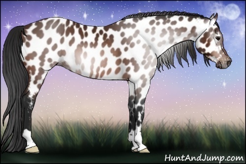 Horse Color:Gray Bay Near Leopard 