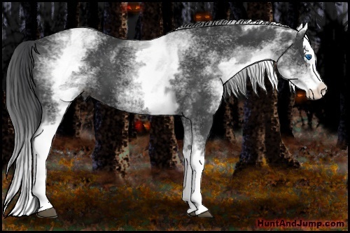 Horse Color:White Spotted Black Splash 