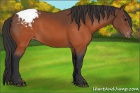 Horse Color:Brown Appaloosa 