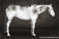 Horse Color:White Spotted Smoky Grullo Sabino 