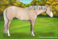 Horse Color:Silver Grullo Pearl Sabino