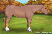 Horse Color:Watercolor Chestnut 