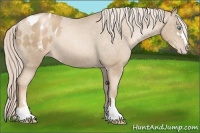 Horse Color:Chocolate Palomino Pearl Sabino Blanket 