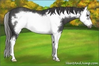 Horse Color:Black Splash Frame  Brindle