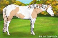 Horse Color:Gold Champagne Splash Tobiano 