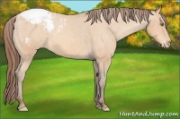 Horse Color:Amber Champagne Snowcap 