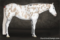 Horse Color:Chocolate Palomino Pearl Splash Near Leopard Rabicano 