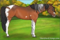 Horse Color:Brown Splash Tobiano Frame 