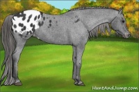 Horse Color:Black Appaloosa 