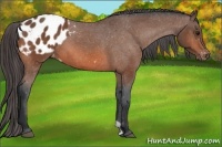 Horse Color:Bay Appaloosa 