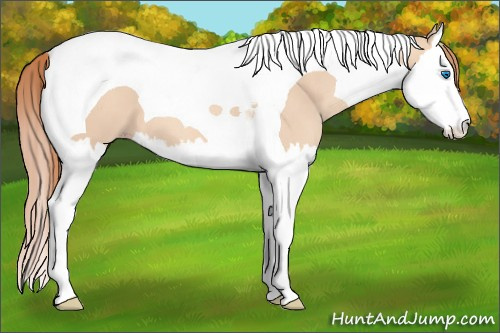 Horse Color: Gold Champagne Dun Splash Tobiano 