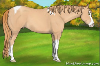 Horse Color:Gold Champagne Splash Tobiano