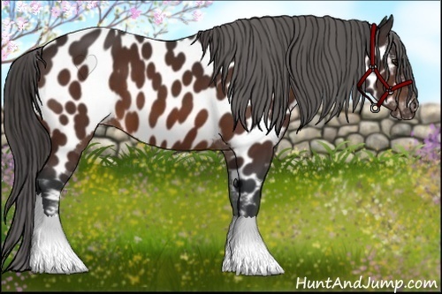 Horse Color:Bay Near Leopard 