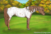 Horse Color:White Spotted Chestnut Appaloosa Rabicano 