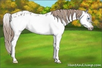Horse Color:Grullo Splash Frame Appaloosa Rabicano 