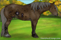 Horse Color:ERROR: UNKNOWN ANOMALY