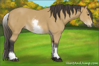 Horse Color:White Spotted Buckskin