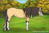 Horse Color:Buckskin Splash 