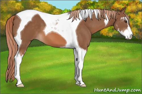 Horse Color: Chestnut Sabino Tobiano 