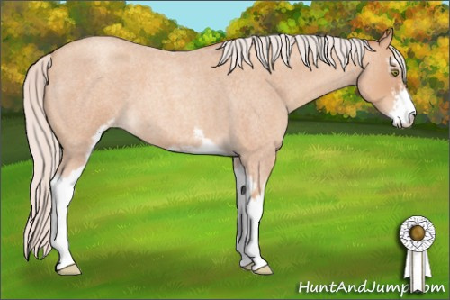 Horse Color: Silver Amber Champagne Roan Sabino 