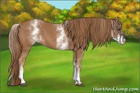Horse Color:White Spotted Chestnut 