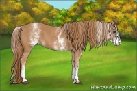 Horse Color:White Spotted Chestnut 