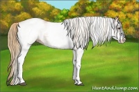 Horse Color:White Spotted Chestnut 