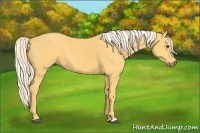 Horse Color:Palomino 