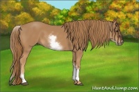 Horse Color:White Spotted Chestnut 