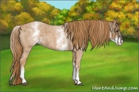 Horse Color:White Spotted Red Roan