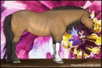 Horse Color:Buckskin Rabicano 