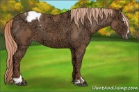 Horse Color:Chestnut Ice Sabino Snowcap Rabicano 