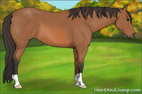 Horse Color:Unknown 