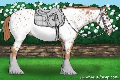 Horse Color: Chestnut Frame Near Leopard 