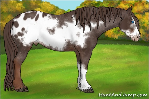 Horse Color: Liver Chestnut Frame Blanket Rabicano 