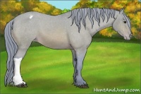 Horse Color:Watercolor Bay Appaloosa 