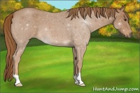 Horse Color:Red Roan 