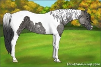 Horse Color:Grullo Ice Tobiano