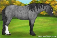 Horse Color:Blue Roan 