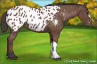 Horse Color:Bay Appaloosa 