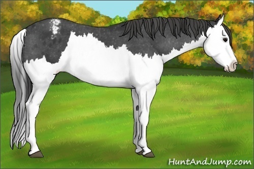 Horse Color:Black Splash Appaloosa 