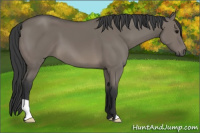 Horse Color:Grullo 