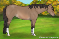Horse Color:Bay Dun
